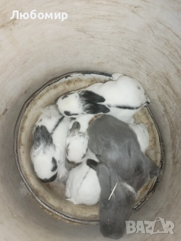 Продавам зайци, снимка 14 - Други - 50753326