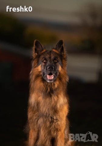 Немска овчарка мъжка за разплод