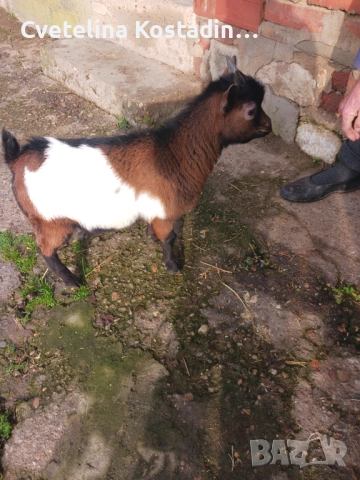 Продавам мъжко мини яре 
