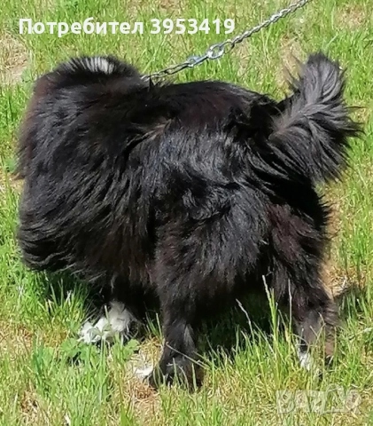 чистопородни каракачански кученца -линия гуджо , снимка 8 - Други - 51710824