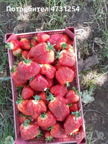 Расзад ягоди , снимка 4 - Разсади - 53396269