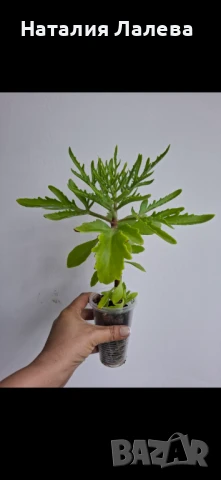 Каланхое еленови рога, kalanchoe laciniata, снимка 1