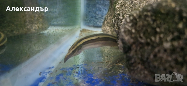 macrognathus aral, снимка 3 - Рибки - 52063872