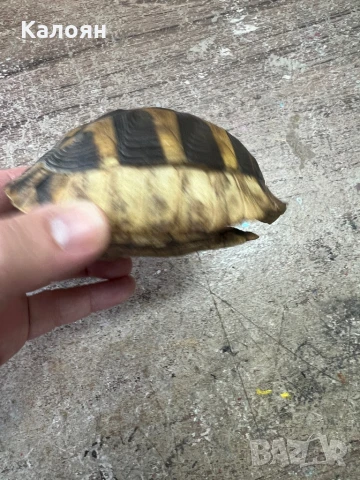 Костенурка черупка , снимка 3 - Други ценни предмети - 50871785