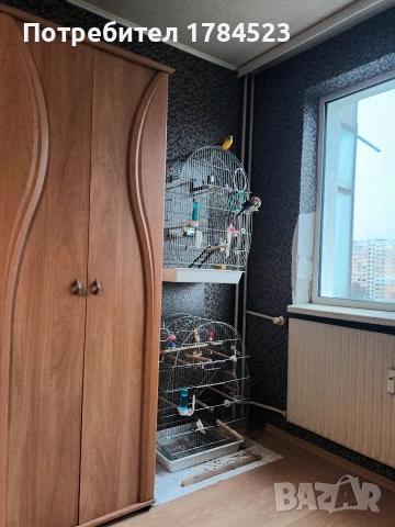 Мъжки поен папагал, снимка 14 - Папагали - 54084418