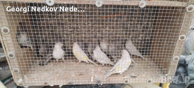 Продавам канари , снимка 3 - Канари - 53072331