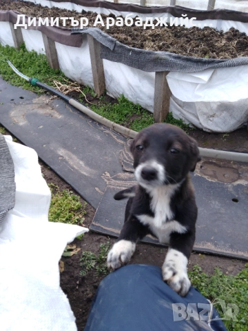 Подарявам малки кученца!, снимка 7 - Други - 53638524