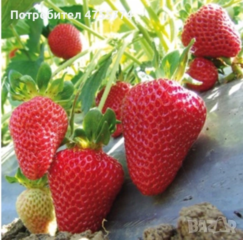 Разсад Ягоди и Малини, снимка 9 - Разсади - 53744119