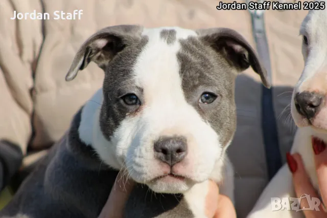 *Американски Стафордшир Териер бебета с FCI родословие- Jordan Staff Kennel*, снимка 12 - Американски стафордширски териер - 28596325