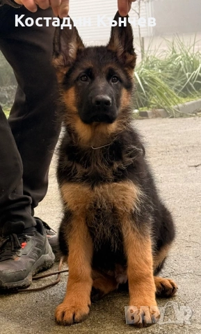 Мъжко кученце немска овчарка