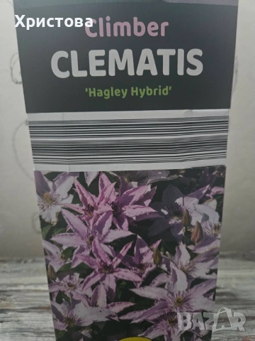 Клематис три цвята, снимка 4 - Градински цветя и растения - 53821006