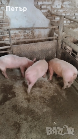 Продавам 10 бр.Прасета бълг.бяла.по 40-45кг.Мъжките са скопени.на изгодна цена., снимка 3 - Прасета - 51925963