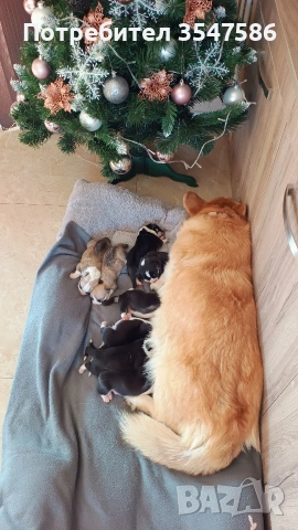 Кученца Уелско корги пембрук – приемат се резервации, снимка 9 - Други - 53220591
