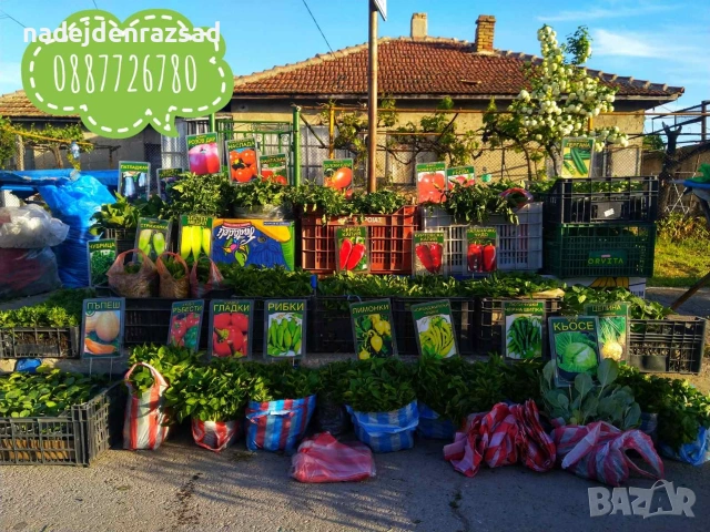 Ранни домати, снимка 3 - Разсади - 54052633