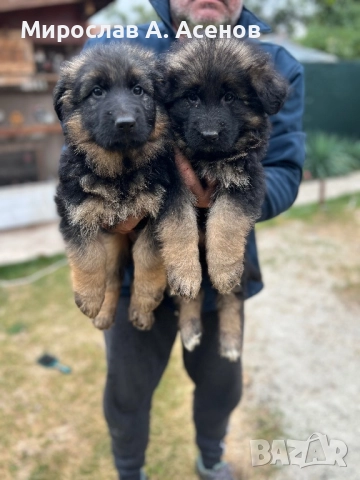 Немски Овчарки , снимка 4 - Немска овчарка - 52111989