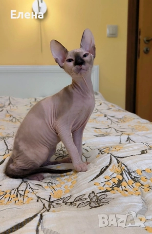 Донски Сфинкс със сине очи с родословие 