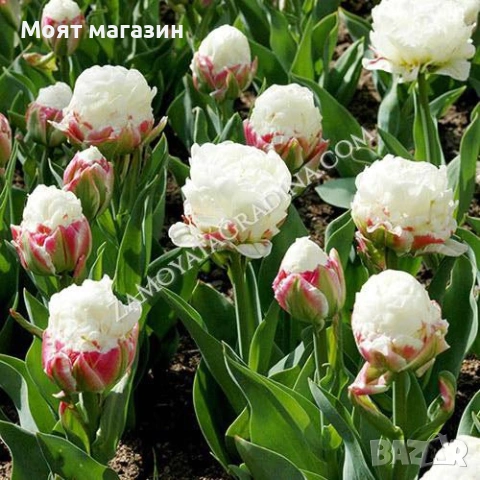 Сладоледено лале, снимка 4 - Градински цветя и растения - 53641313