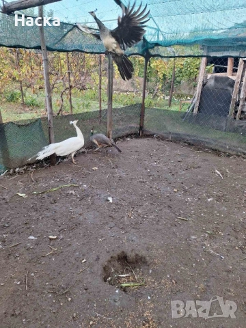 Продавам пауни! , снимка 7 - други­ - 52323574