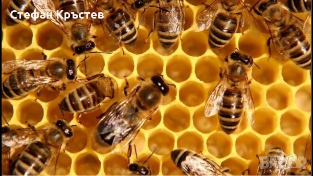 Продам пчелни отводки