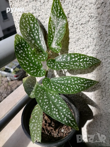 бегония ангелски криле, снимка 2 - Стайни растения - 53927294