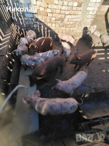 Прасенца на два месеца, снимка 3 - Прасета - 52459251