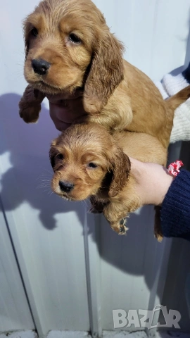 Продавам кокер шпаньоли, снимка 6 - Кокер шпаньол - 53789078