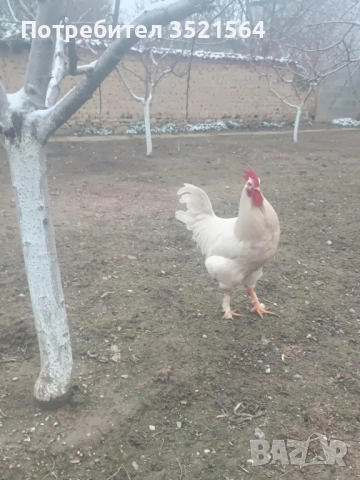 Домашни петли , снимка 4 - Кокошки и пуйки - 53134355