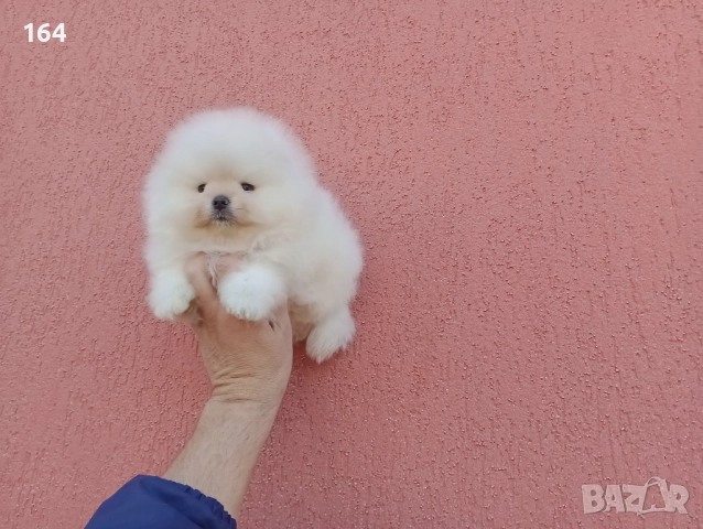 Бял мъжки Померан. Реални снимки!, снимка 4 - Померан - 52665502