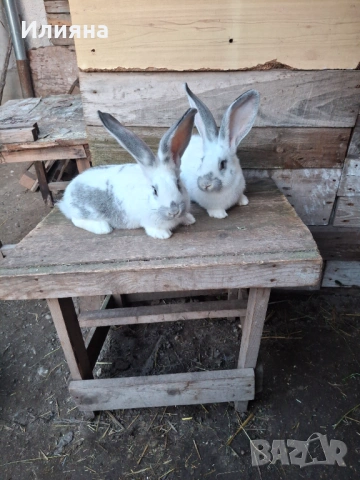 Продавам эайци 