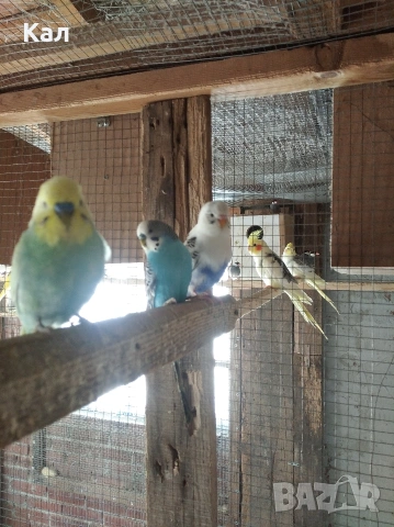 Вълнисти папагали