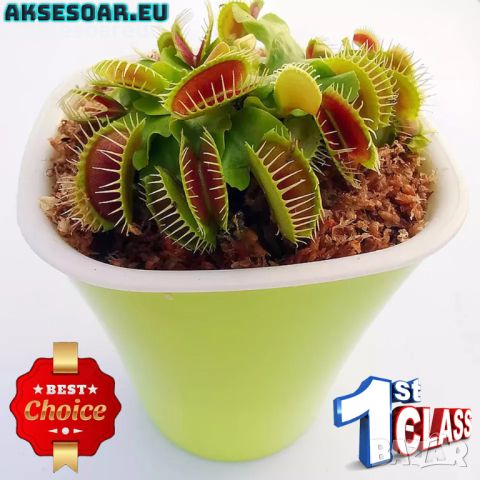 100 семена Венерина мухоловка Dionaea muscipula Семена Мухоловка Бонсай месоядно растение яде насеко, снимка 11 - Сортови семена и луковици - 46364658