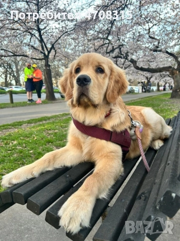 Голдън ретривър момче родословен баща, снимка 9 - Голдън ретривър - 54211164