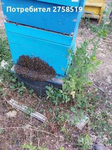 пчелни отводки 2024г, снимка 3 - За пчели - 45286426