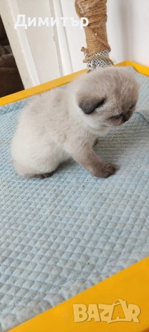 Шотландски котета, снимка 13 - Британска късокосместа - 54252517