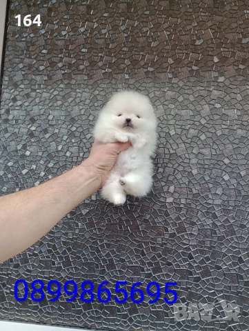 Бели миниатюрни минита. Померани. Реални снимки от 02.03.26 г. , снимка 3 - Померан - 53681333