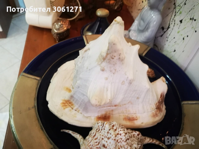 Рогат шлем" (Cassis cornuta). голям Рапан от Индийския океан Размери 27см, снимка 3 - Декорация за дома - 53927547