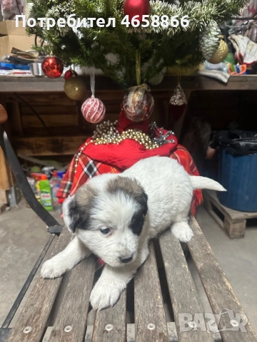 Бебе каракачанка, снимка 9 - Каракачанска овчарка - 52514278