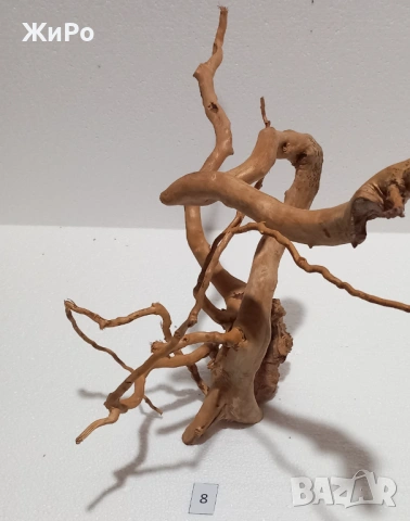 Корен от Азалия /декорация/ 8, снимка 3 - Други - 48577917