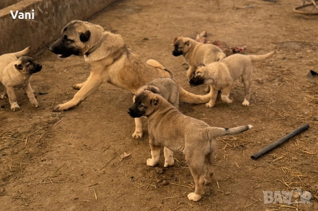 Кангал /кангалчета, снимка 6 - Кангал - 53914452