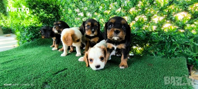 Кавалер Кинг Чарлз шпаньол , снимка 4 - Кавалер кинг чарлз шпаньол - 51169749