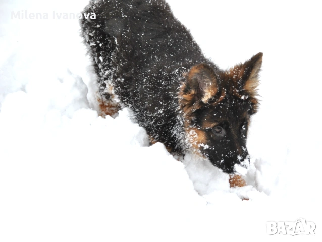 Немски овчарки с родословие , снимка 12 - Немска овчарка - 53336696