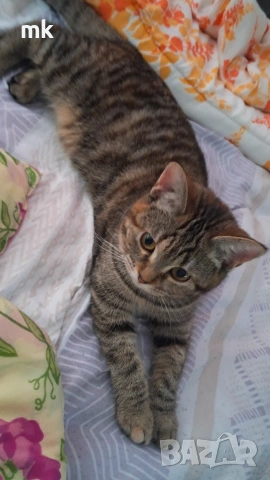 Подарявам котка, снимка 4 - Изгубени/намерени - 53745291