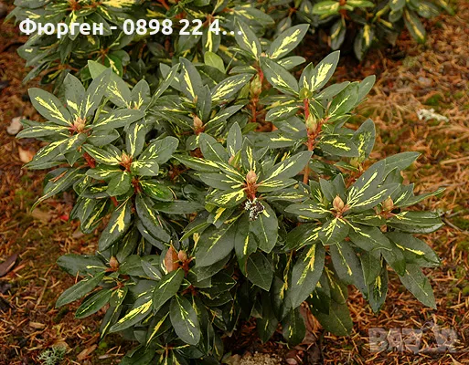 Рододендрон, снимка 7 - Разсади - 45012912