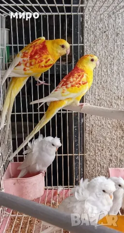 Пойни папагали Рубино!, снимка 3 - Папагали - 49890548