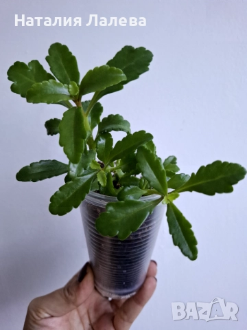 Каланхое, kalanchoe wendy Tinker bell, снимка 2 - Стайни растения - 52970799