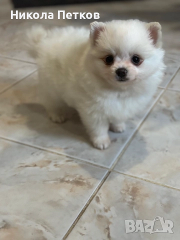 Померан мини , снимка 2 - Померан - 52597615