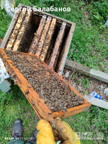 пчелни семейства, снимка 2 - Други животни - 54104025