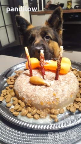 Немска овчарка си търси приятелка, снимка 9 - Немска овчарка - 51233977