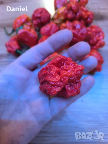 Carolina Reaper Каролина Рипер, снимка 12 - Градински цветя и растения - 47206890