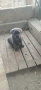 Cane Corso Italiano, снимка 3
